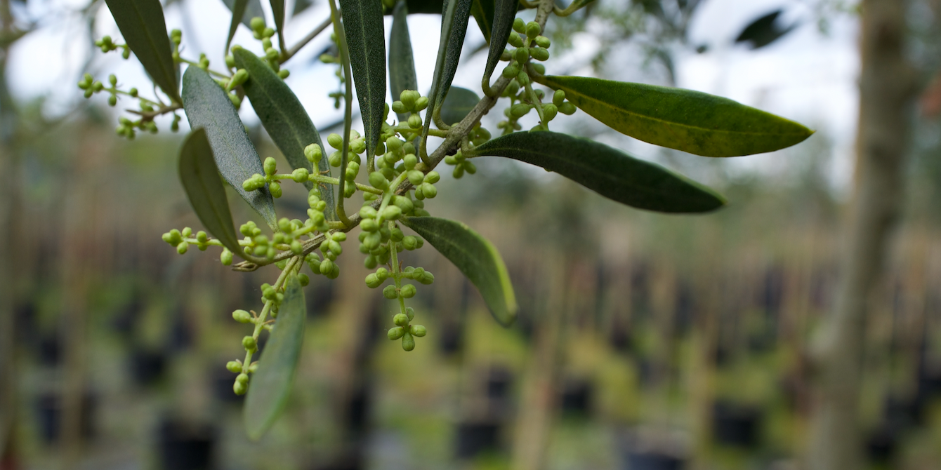 Grow Your Own Olive Tree: The Versatile Arbequina Olive