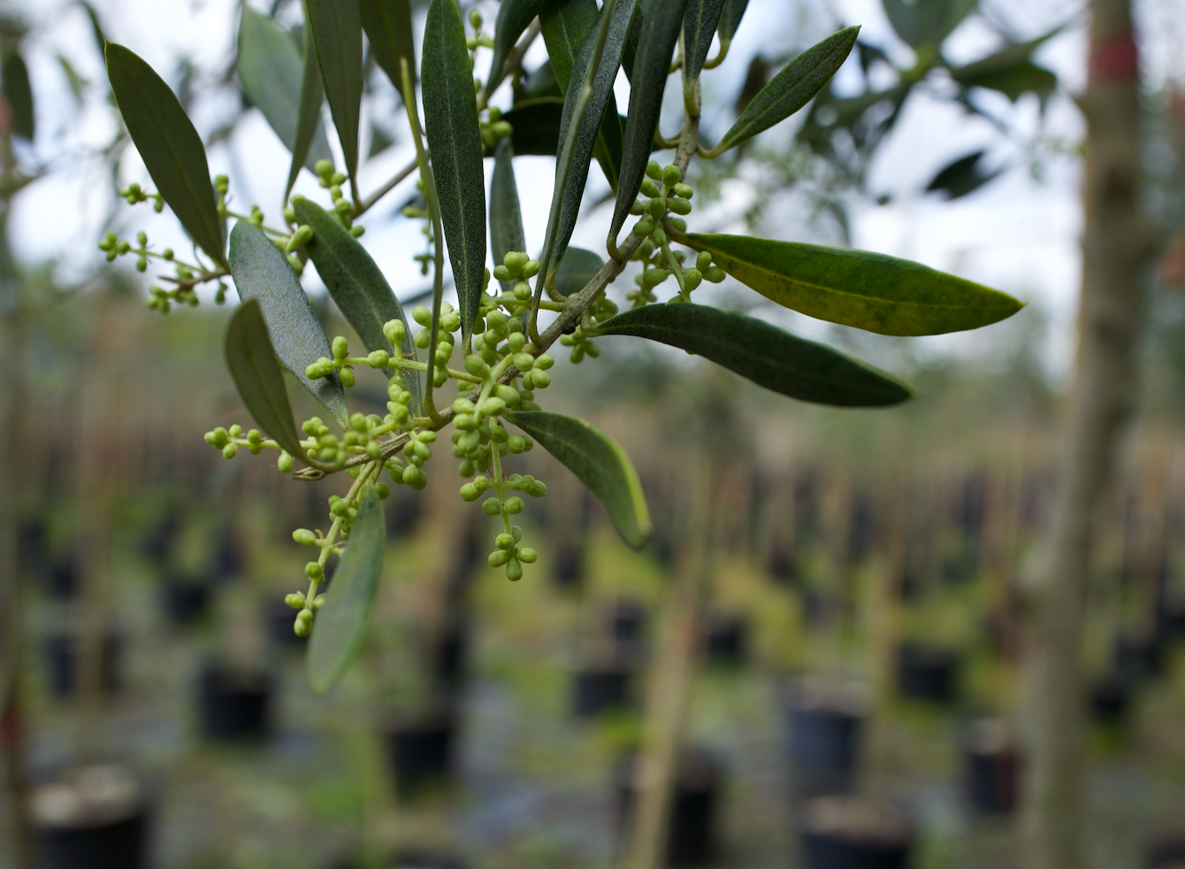 Grow Your Own Olive Tree: The Versatile Arbequina Olive