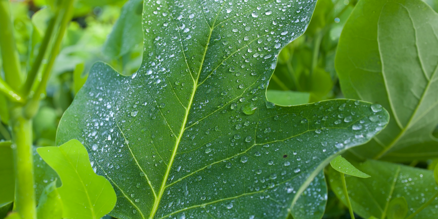 The Majestic Tulip Poplar: A Stunning Shade Tree for Your Landscape