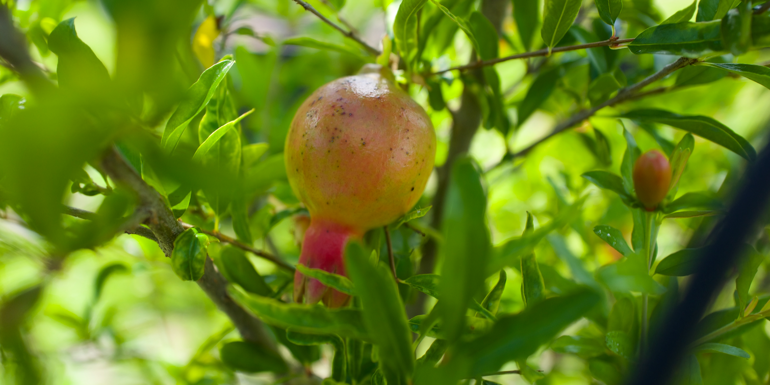 Add Color and Charm to Your Garden with Dwarf Pomegranate