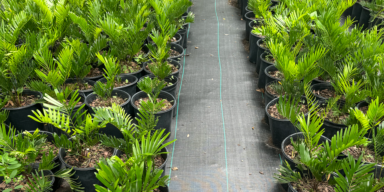 Coontie: A Hardy Native for Your Florida Landscape