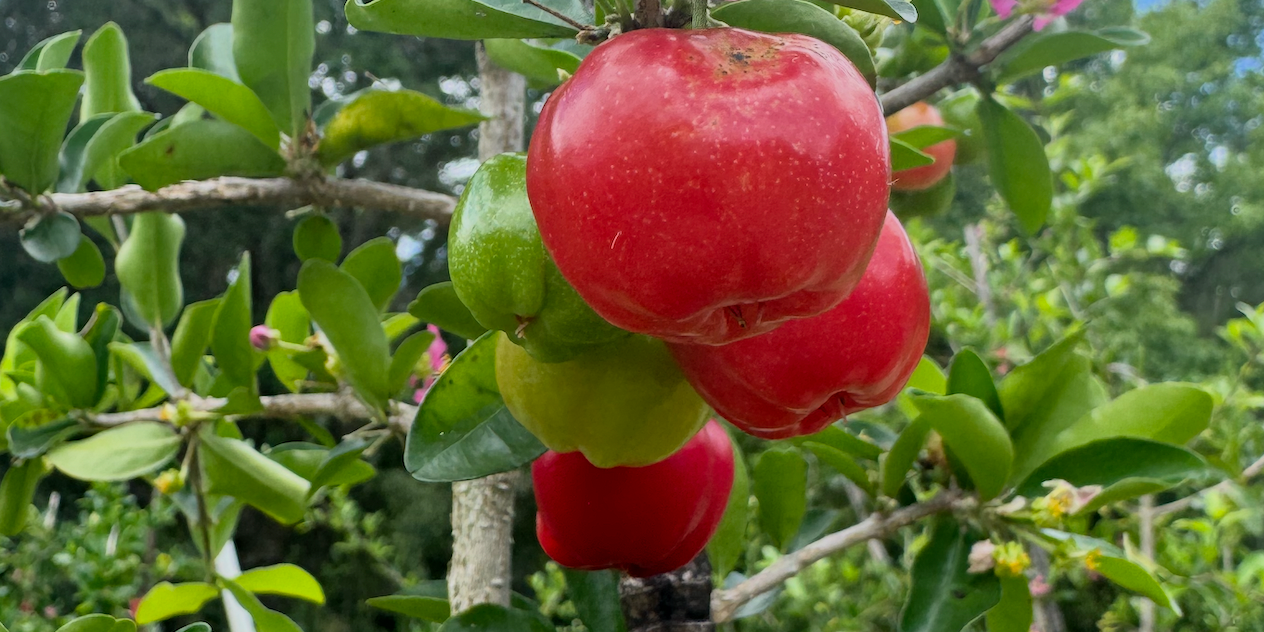 Barbados Cherry: A Delicious, Fast-Growing Fruit Tree for Your Garden