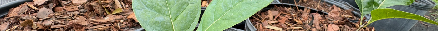 American Fringe Tree: A Stunning Native Tree for Your Landscape