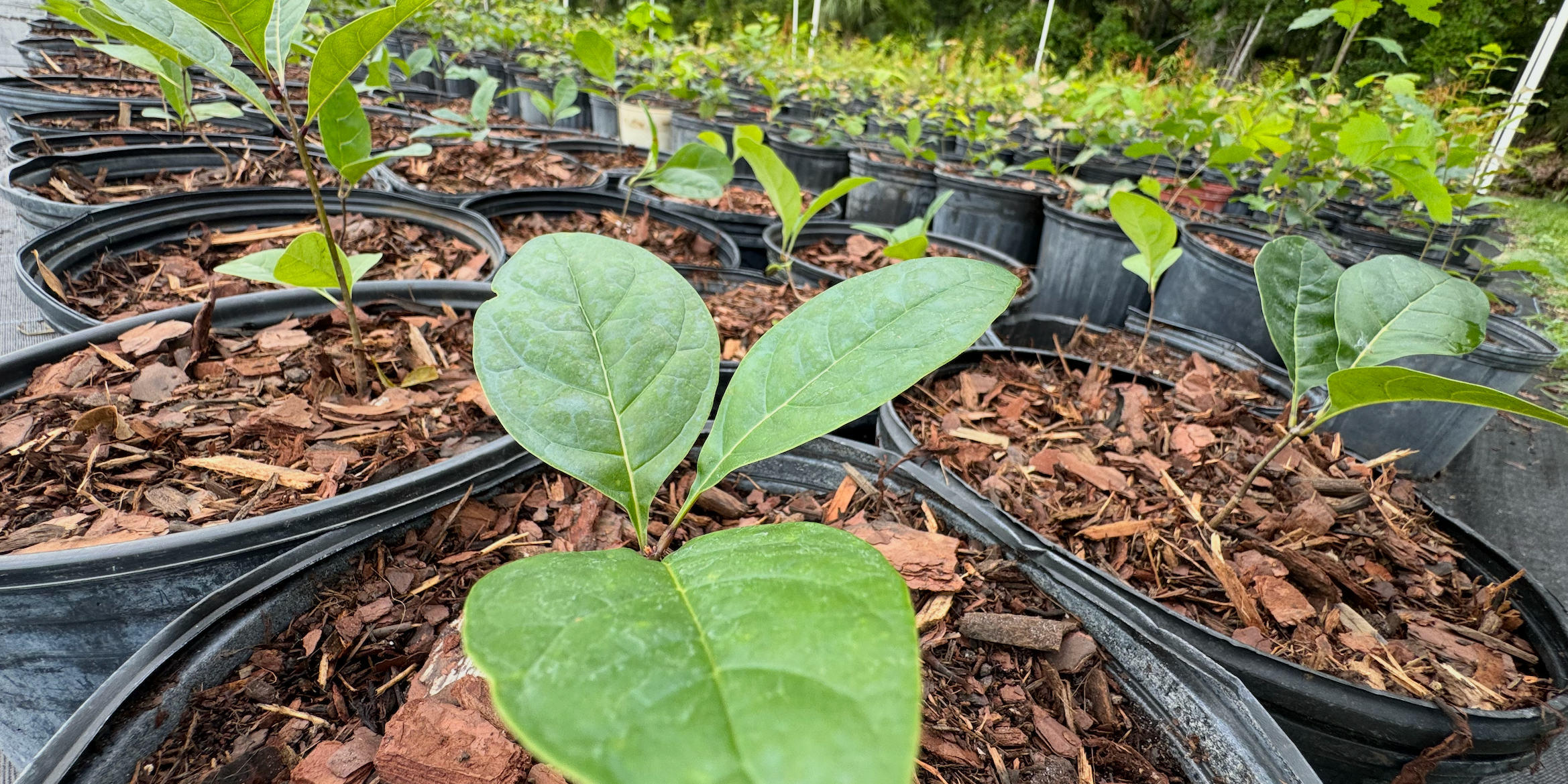 American Fringe Tree: A Stunning Native Tree for Your Landscape
