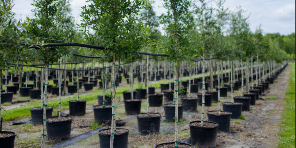 The Timeless Majesty of Live Oak Trees: Why They’re Perfect for Your Florida Landscape