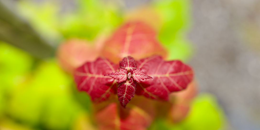 The Beauty of Florida Maple: A Perfect Native Choice for Shaded, Colorful Landscapes