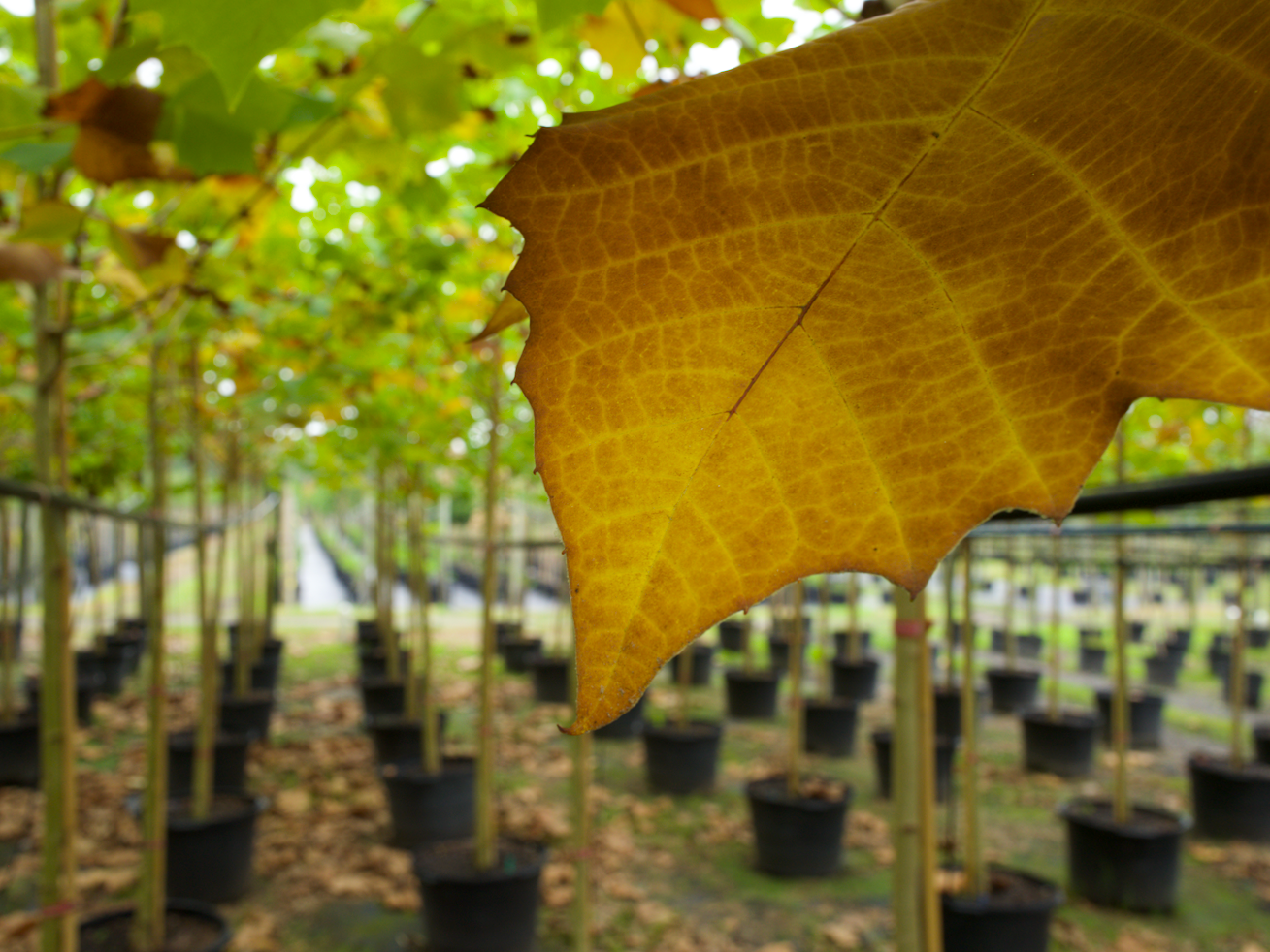 The Majestic American Sycamore: A Hardy Shade Tree for Florida Landscapes