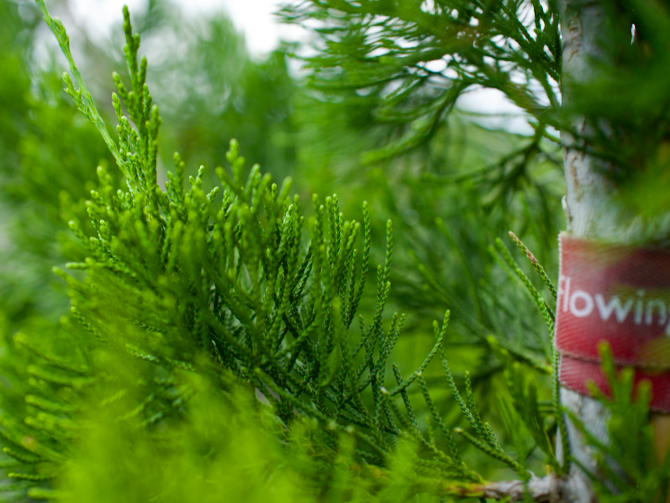 Southern Red Cedar: A Hardy, Versatile Native for Your Florida Landscape