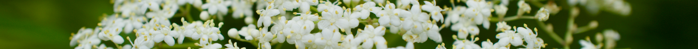 Elderberry: A Beautiful, Native-Friendly Alternative to Crape Myrtle for Florida Gardens