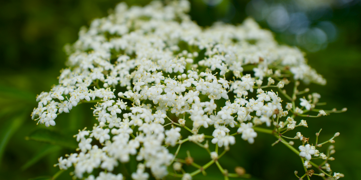 Elderberry: A Beautiful, Native-Friendly Alternative to Crape Myrtle for Florida Gardens