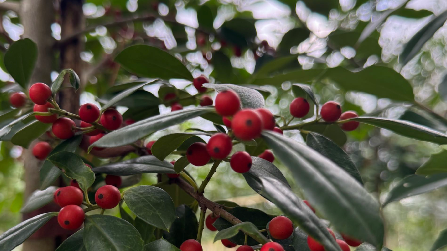 Eagleston Holly: The Perfect Evergreen for Florida Landscapes