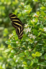 Best Native Plants for Central Florida Landscapes