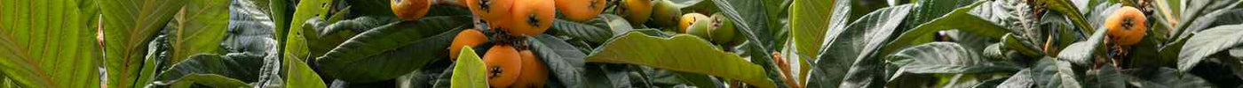 Best Fruit Trees for Homesteading: Build a Productive Florida Backyard Orchard