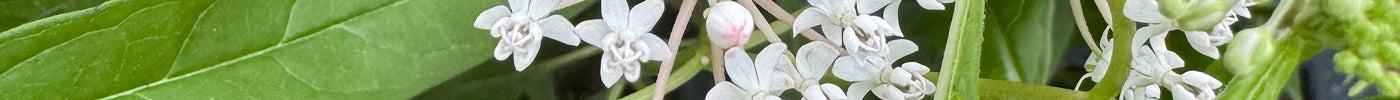 Bring Home Native Milkweed – A Pollinator’s Best Friend!