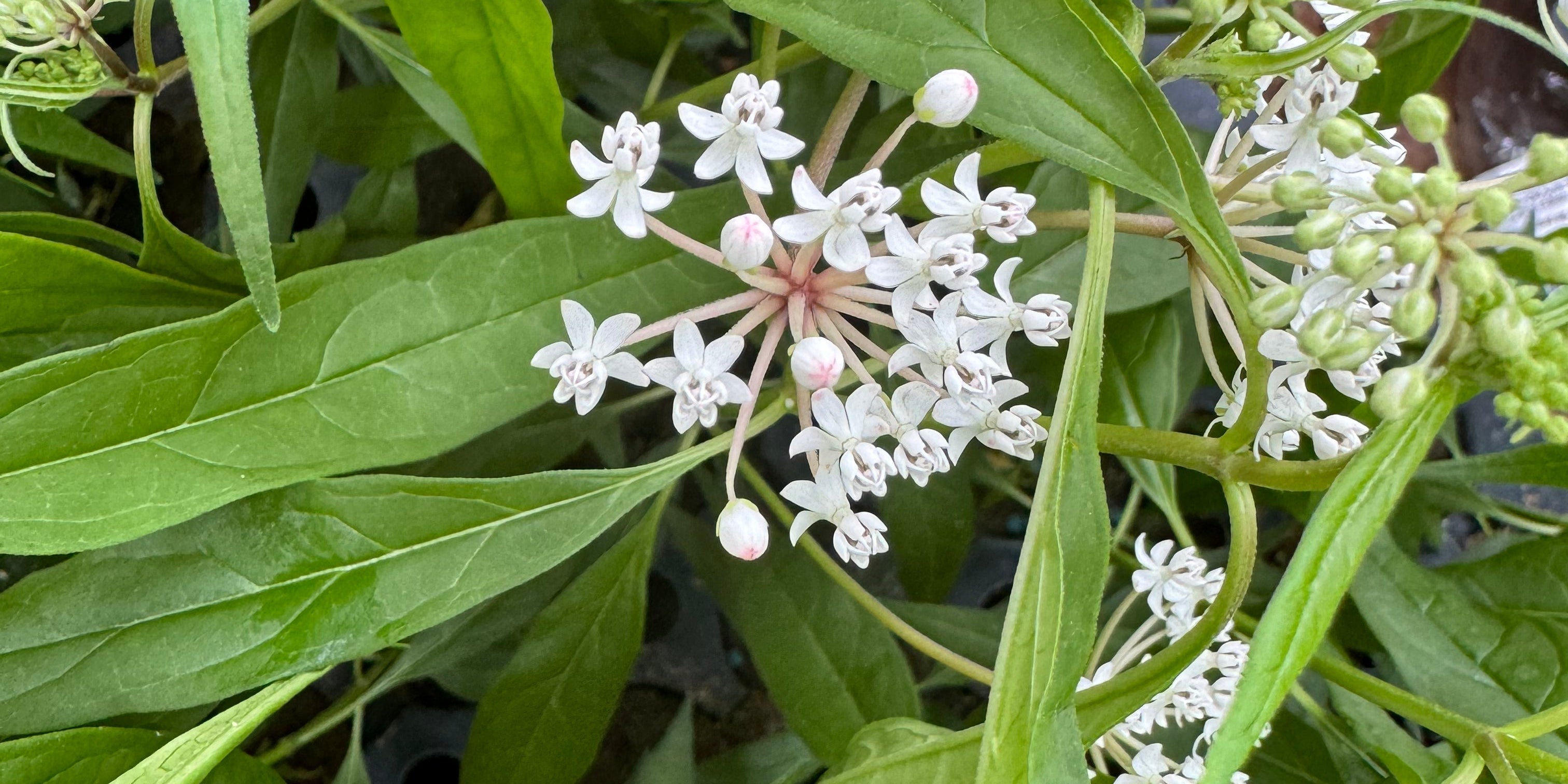 Bring Home Native Milkweed – A Pollinator’s Best Friend!
