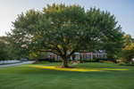 Best Oak Tree for Wildlife in Florida | Flowing Well Tree Farm
