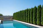 How Far Apart Should You Plant Privacy Trees in Florida?