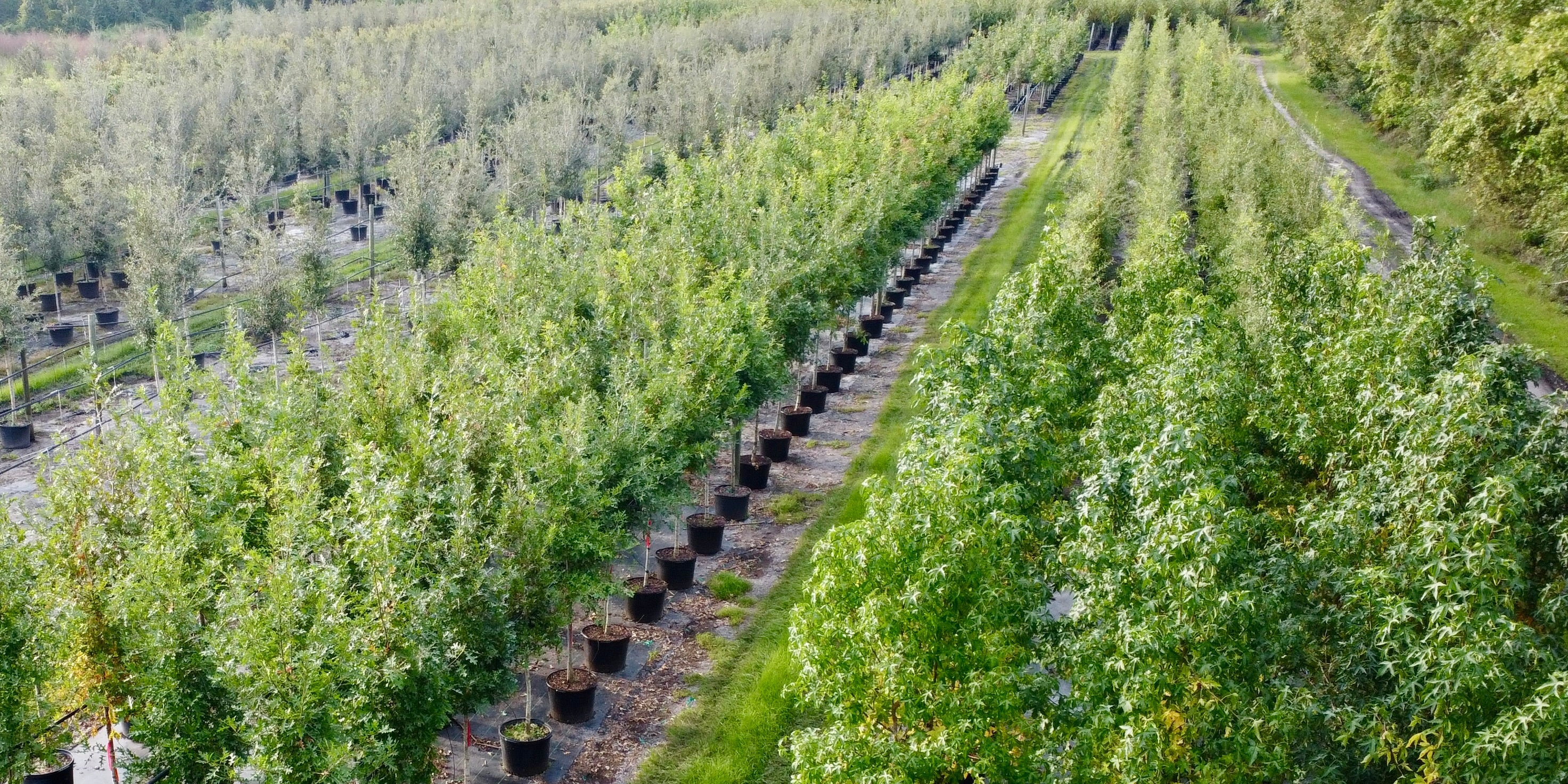 Florida Tree Replacement