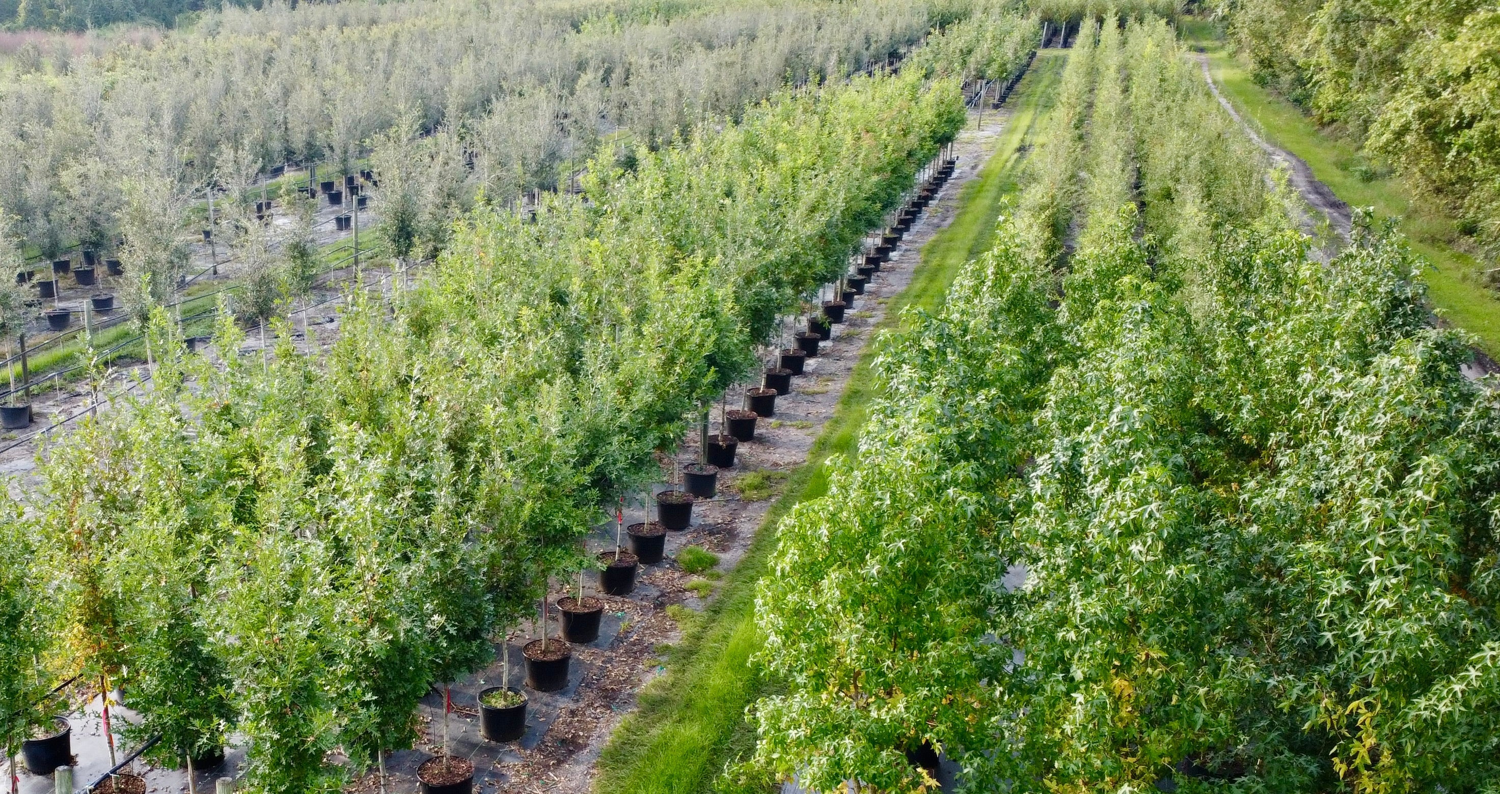 Florida Tree Replacement