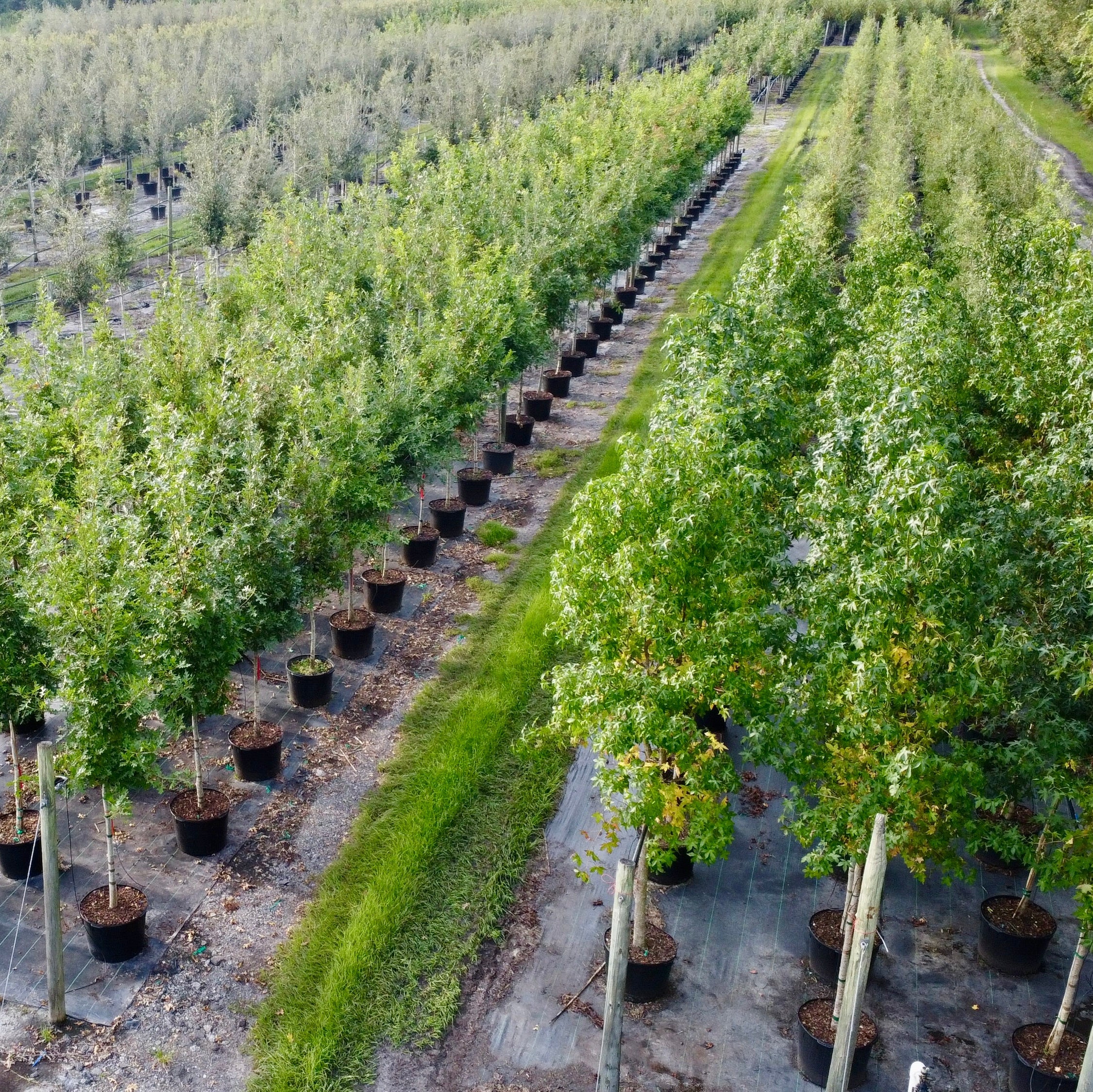 Florida Tree Replacement