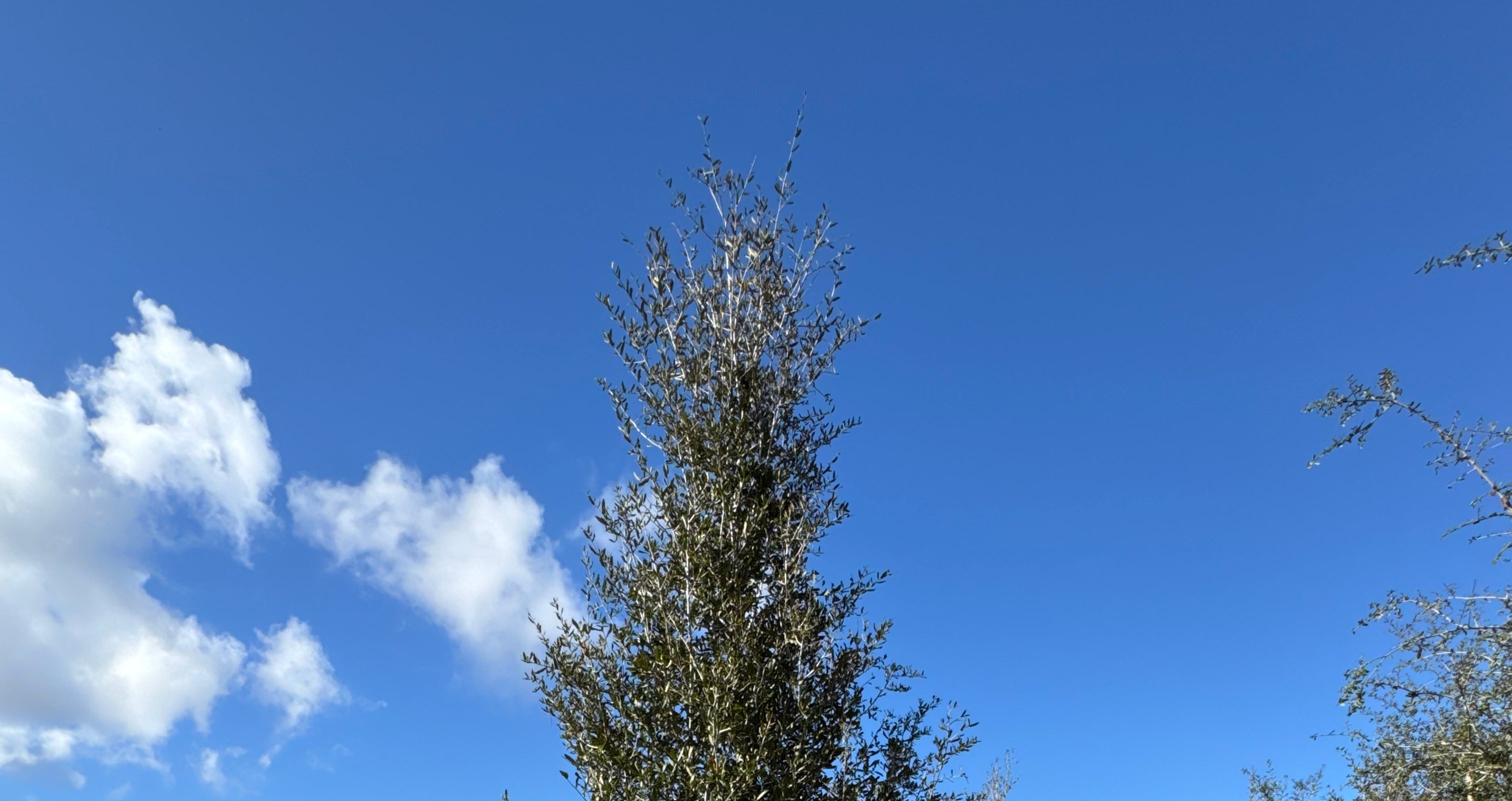 Oak Trees