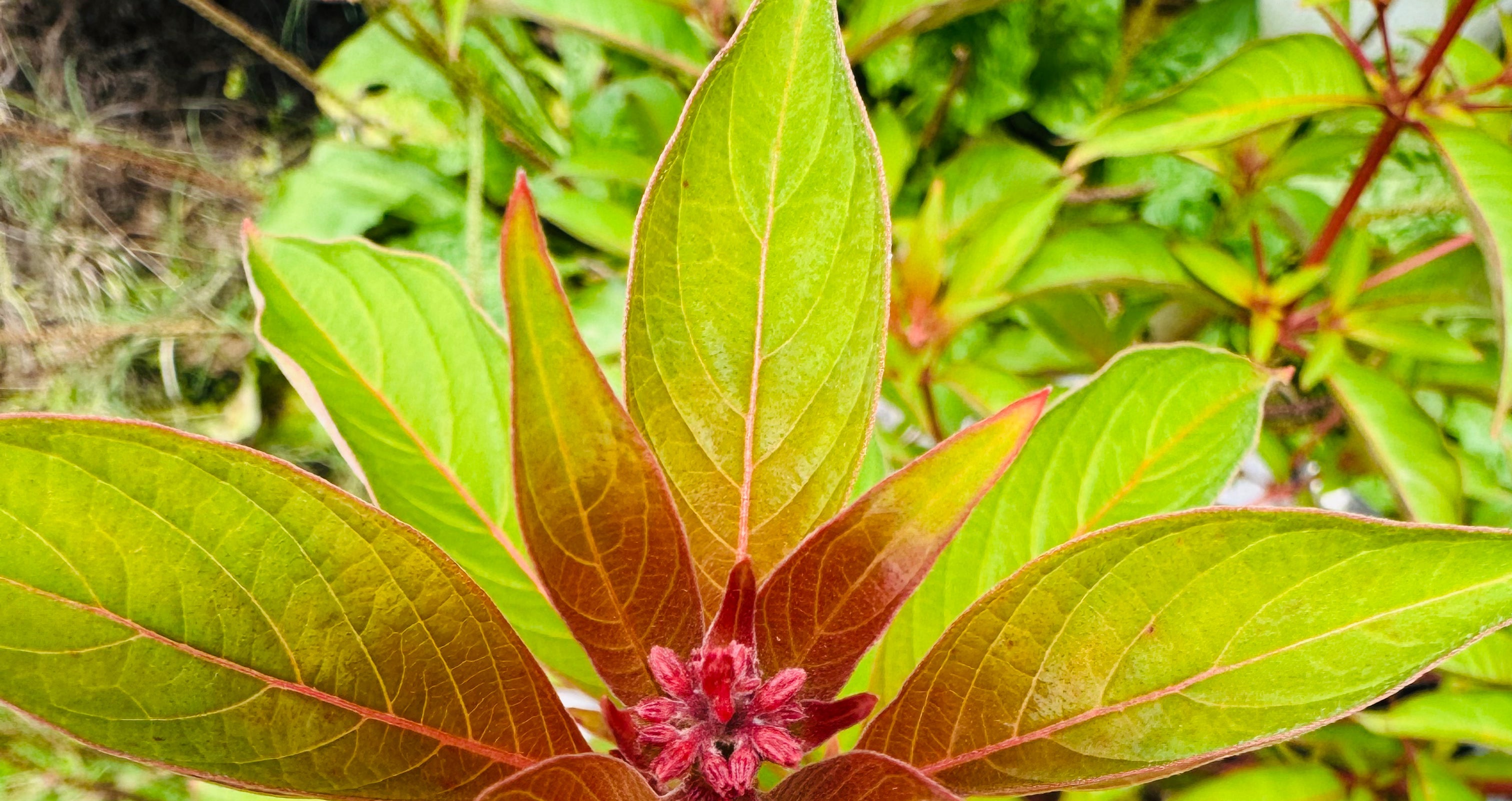 Flowering