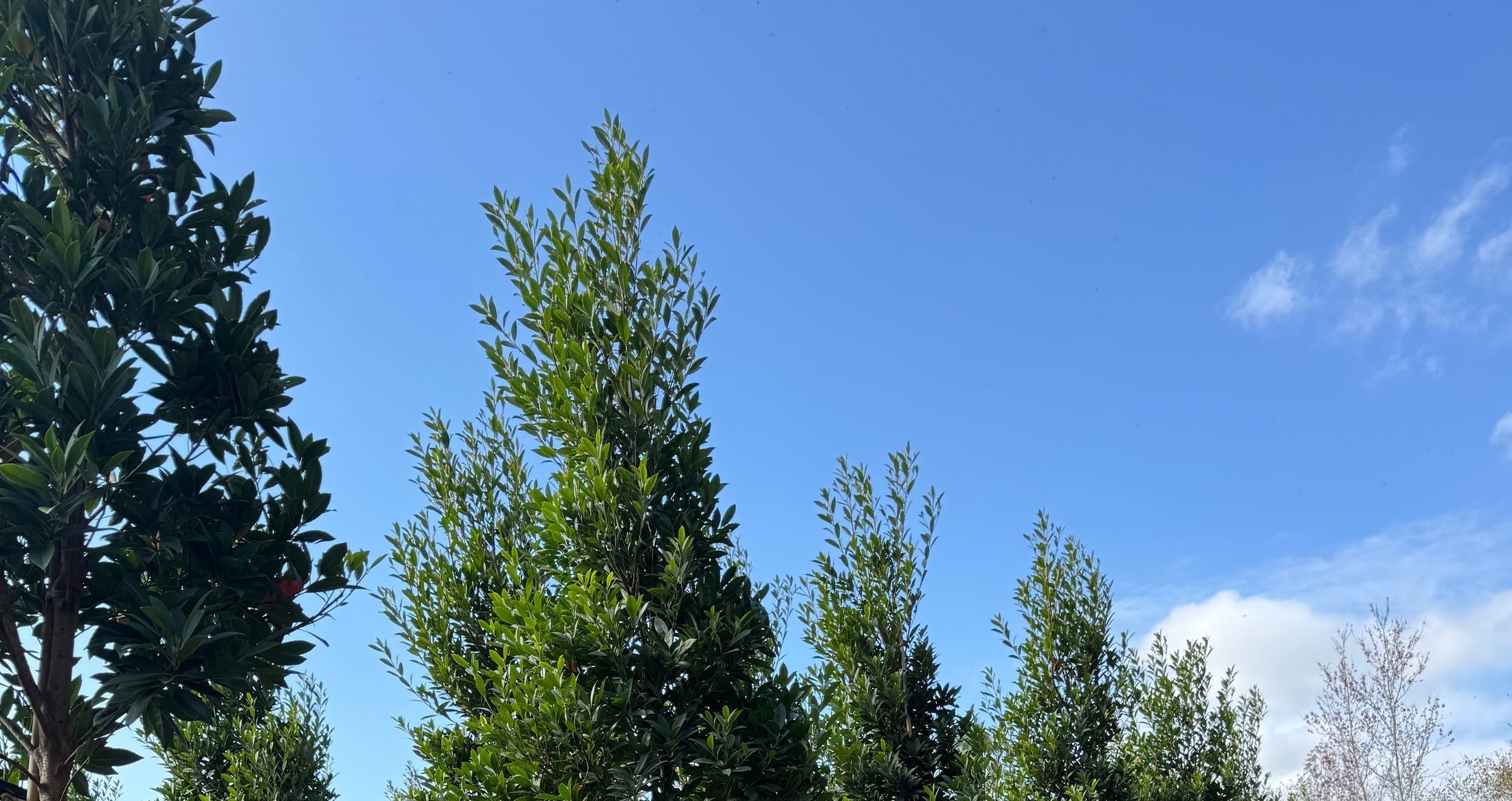 Zone 8A