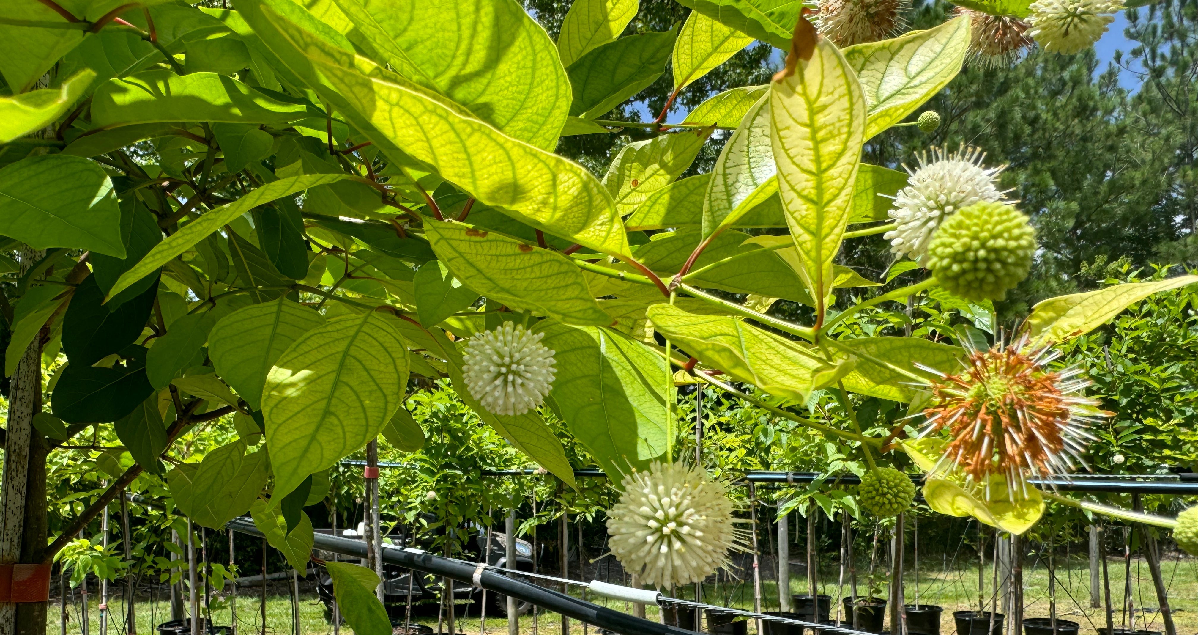 Trees