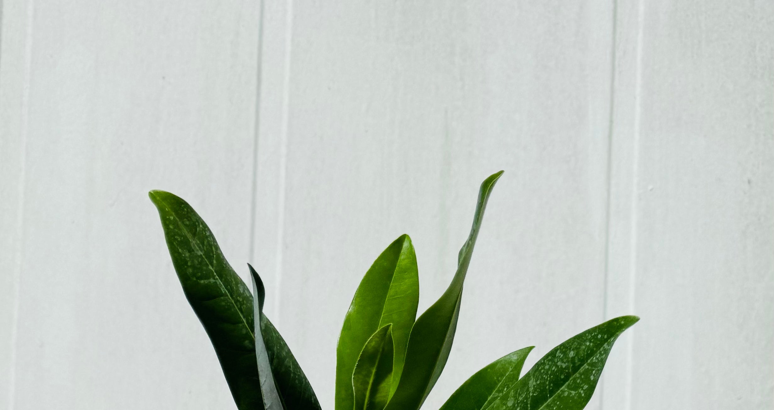 Stocking Stuffers & More