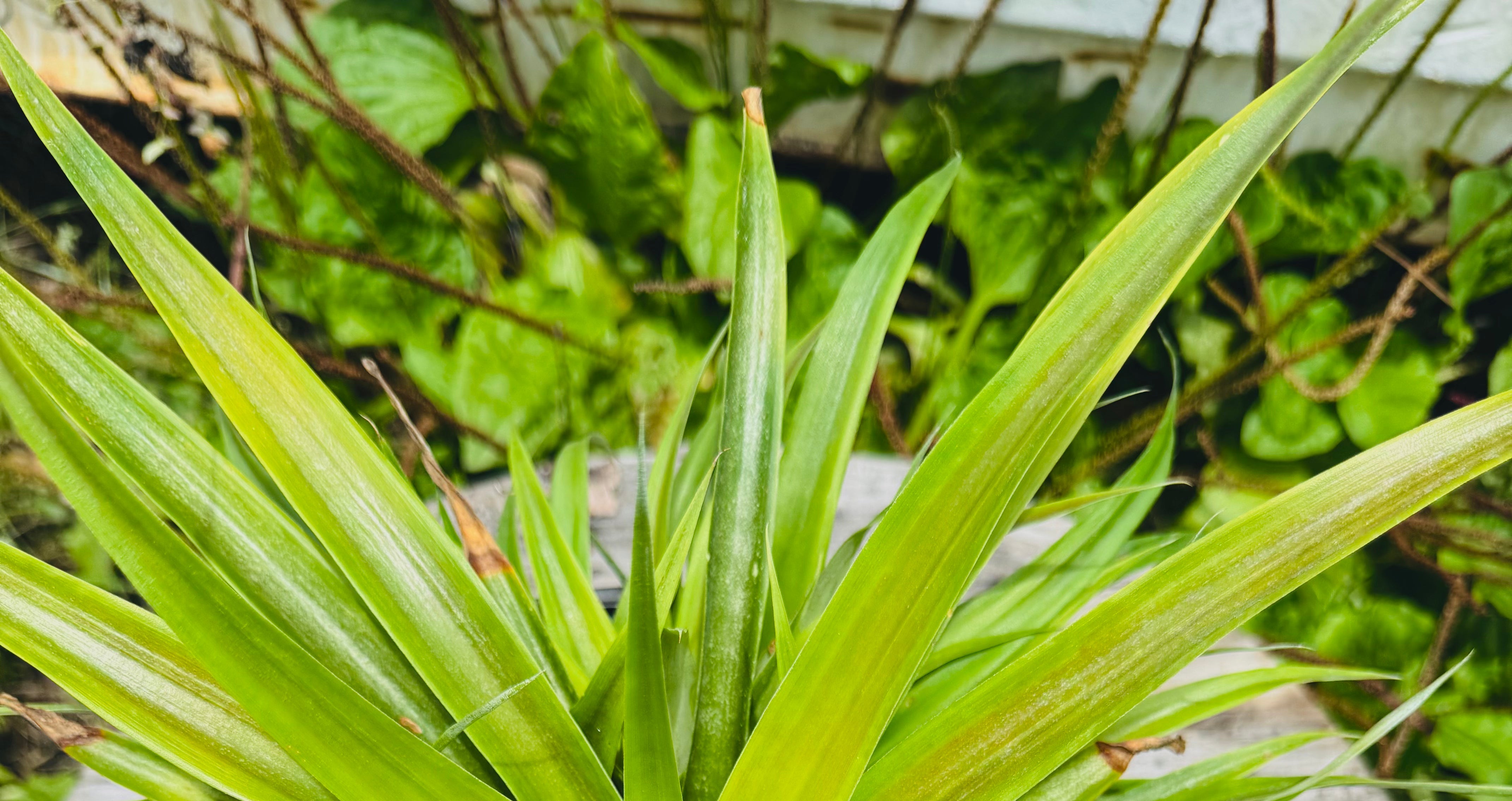 Small to Medium Size