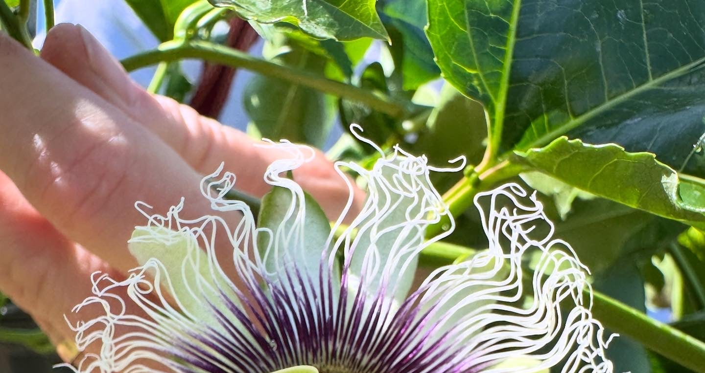 Pink & Purple Flowers