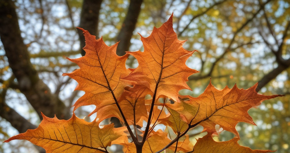 Fall Collection