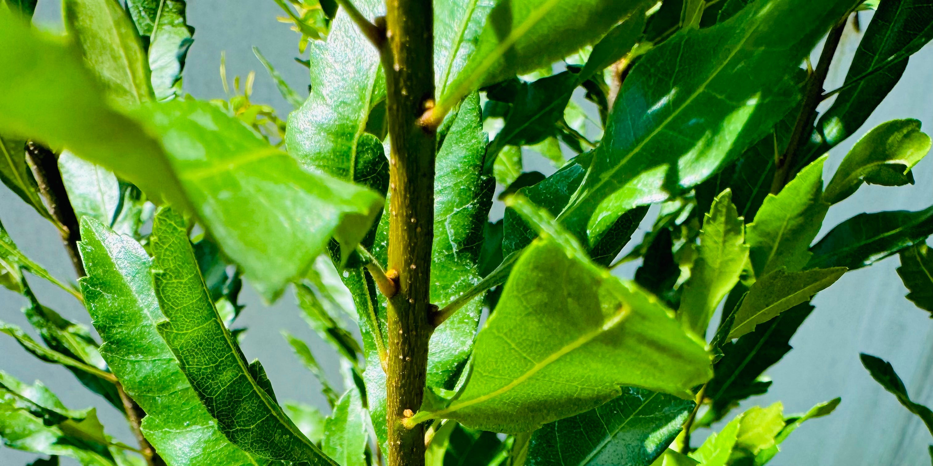 Vitex Full To The Ground Hedge