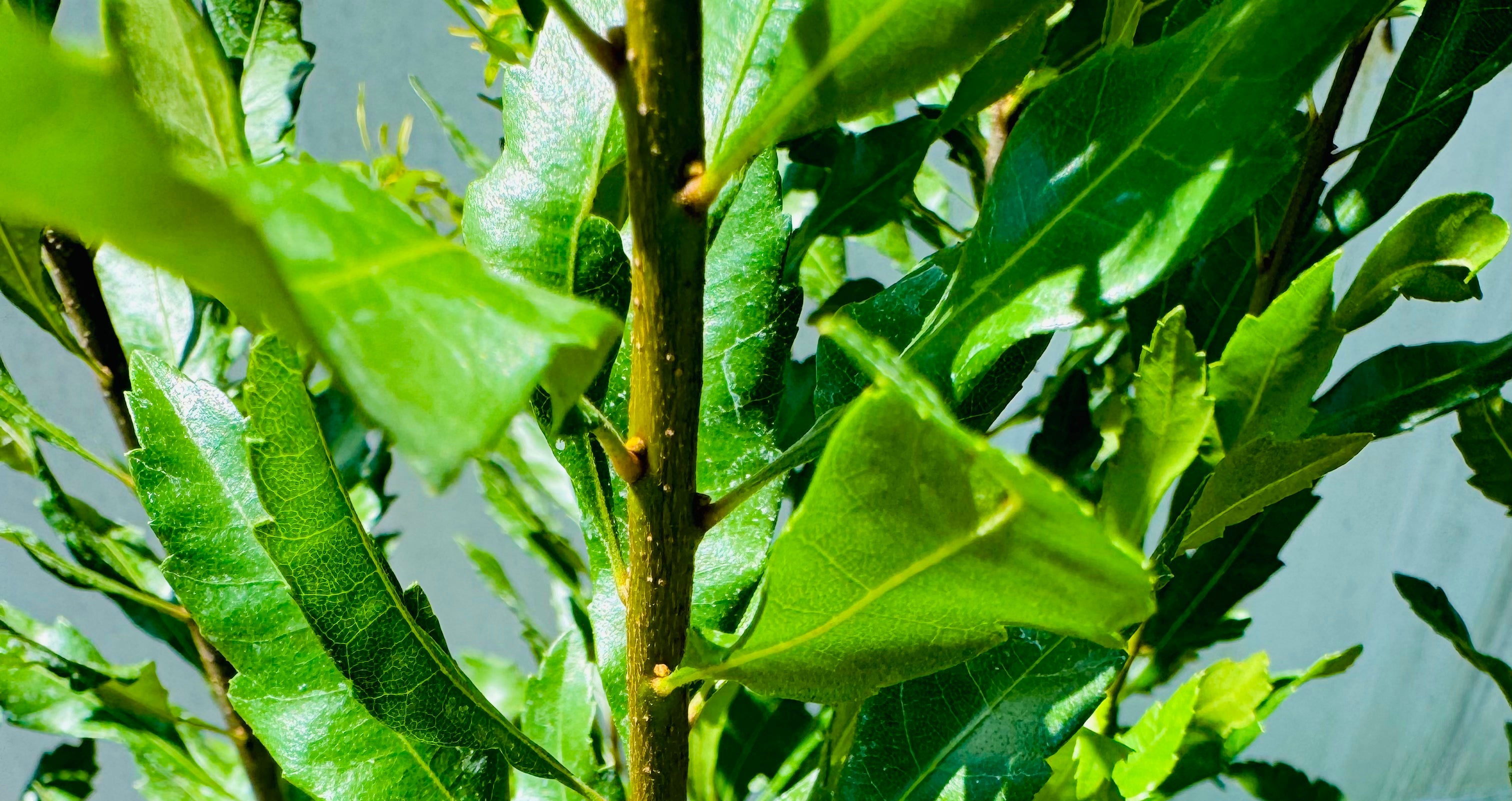 Vitex Full To The Ground Hedge