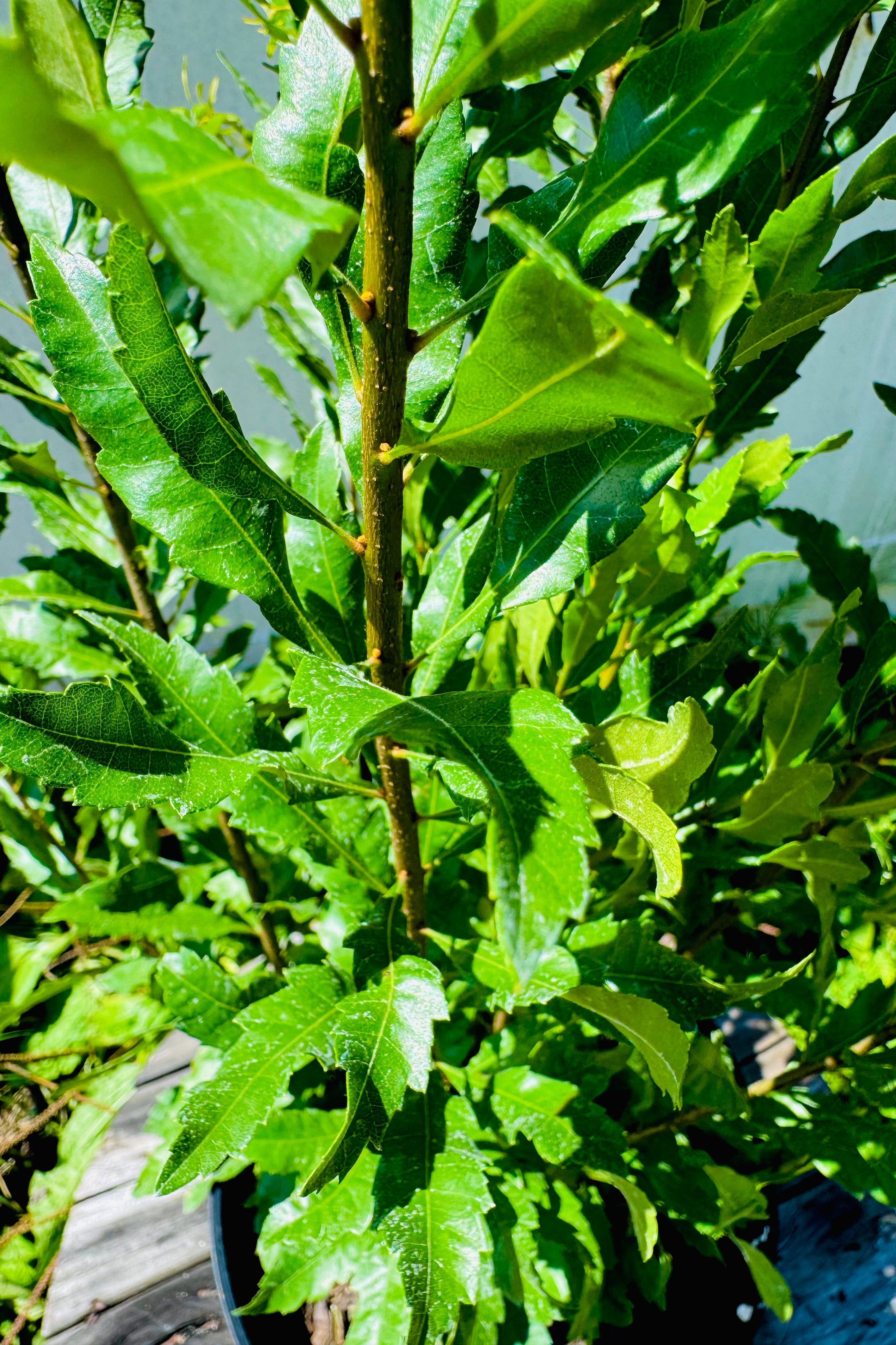 Vitex Full To The Ground Hedge