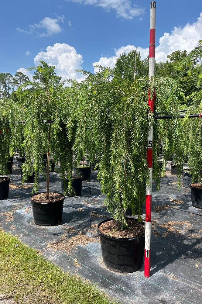 Weeping Bottlebrush Tree (Callistemon Viminalis weeping)
