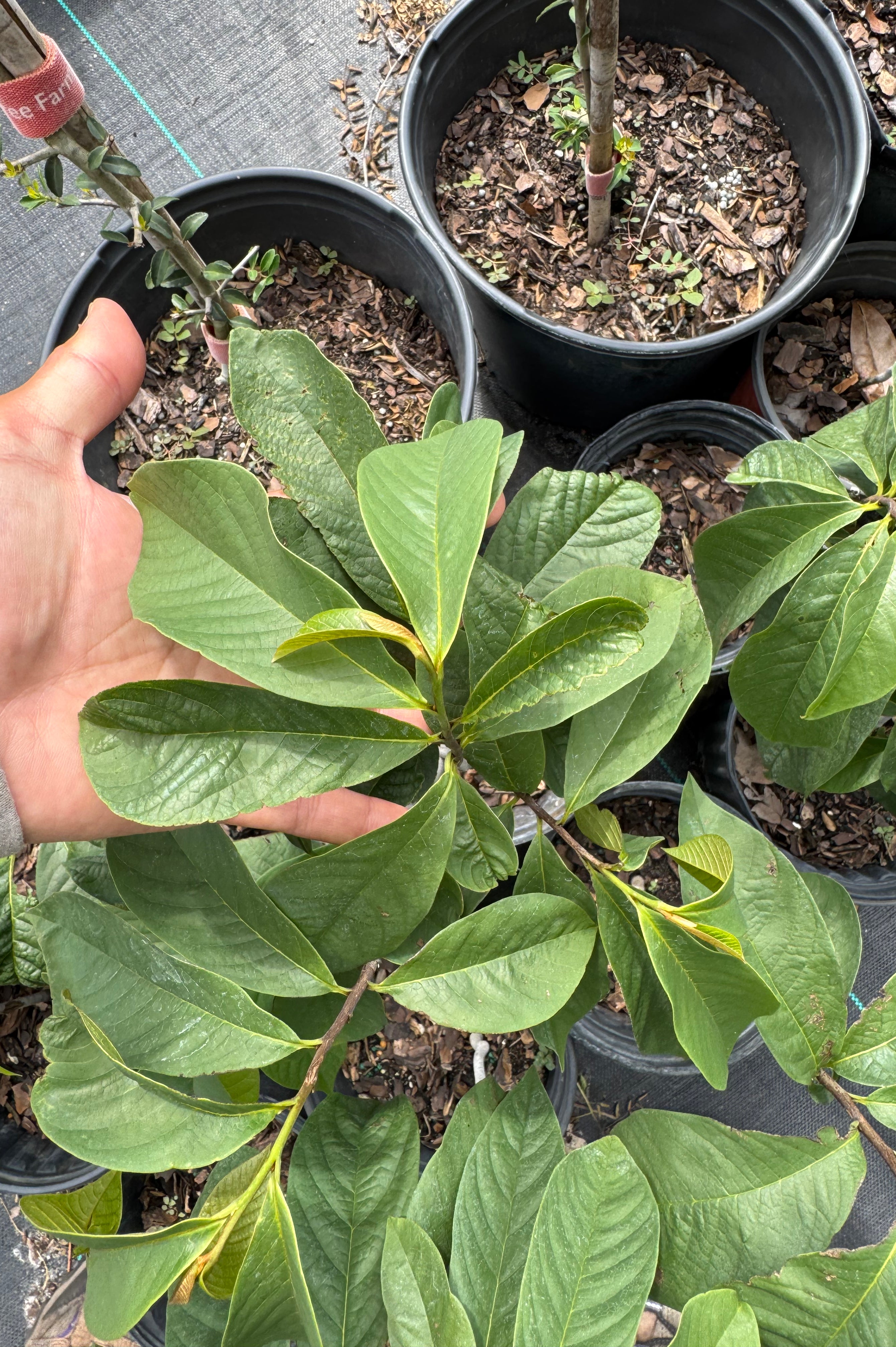 Native Pawpaw (Asimina Triloba) from seed
