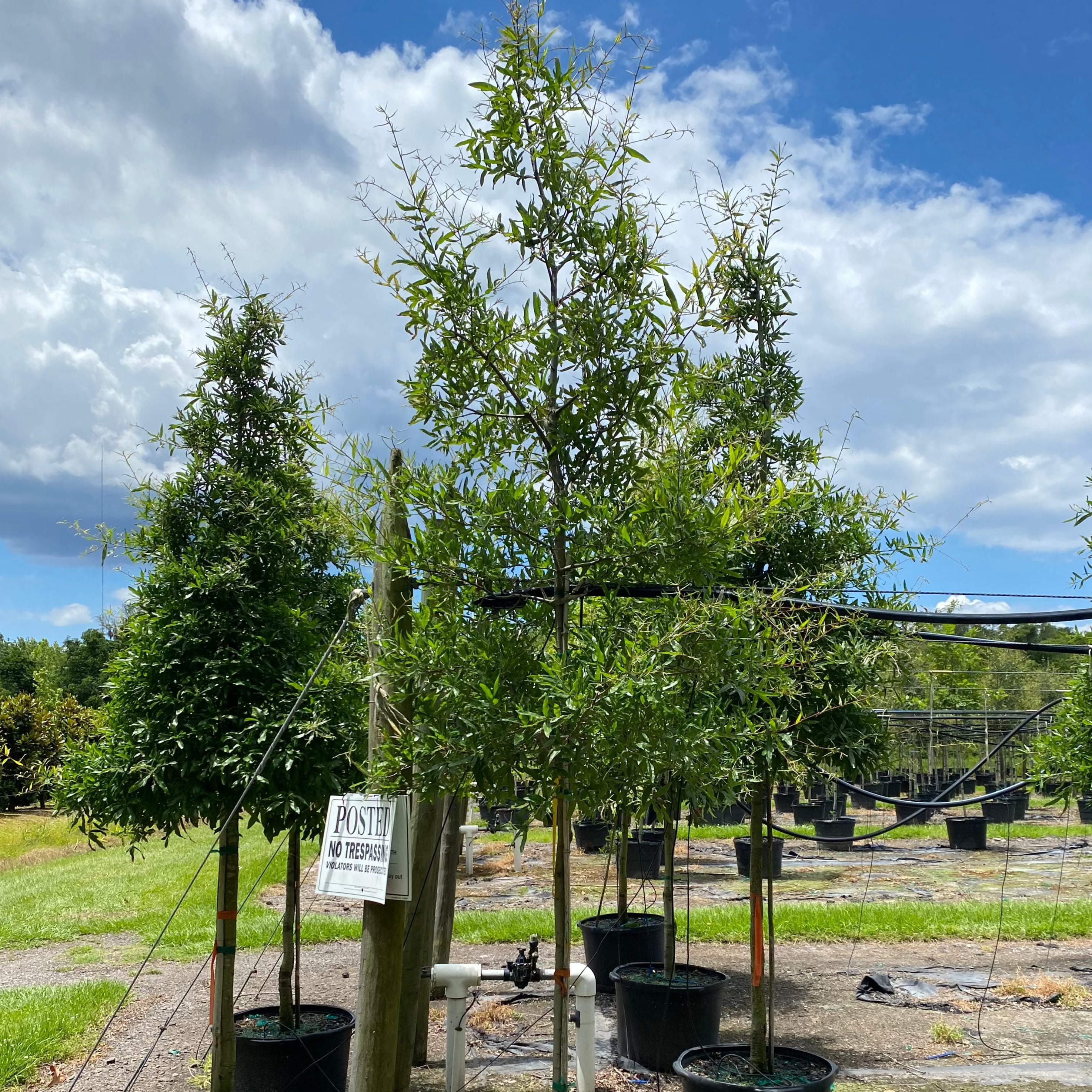 Willow Oak (Quercus Phellos)