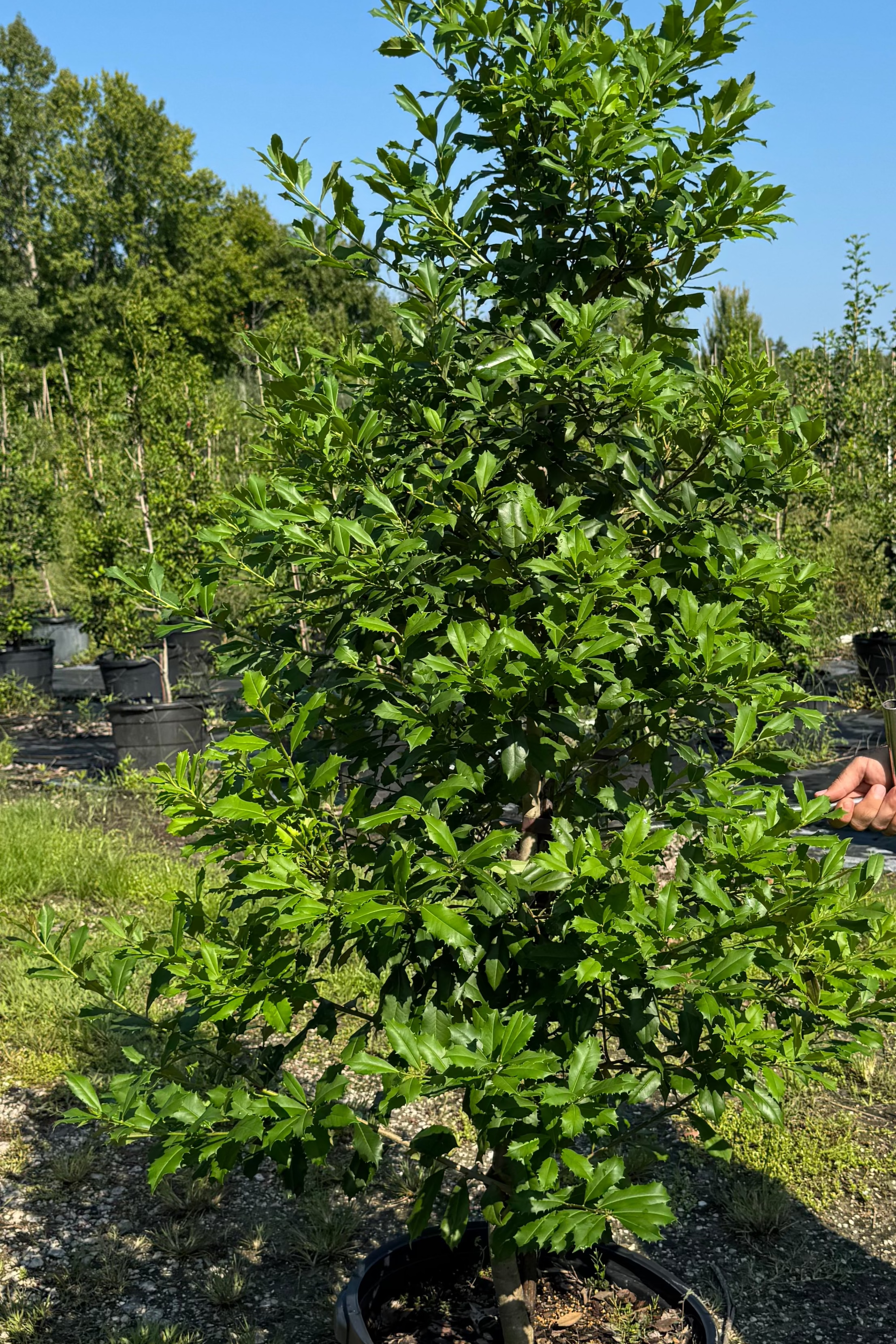 American Holly (Ilex Opaca)