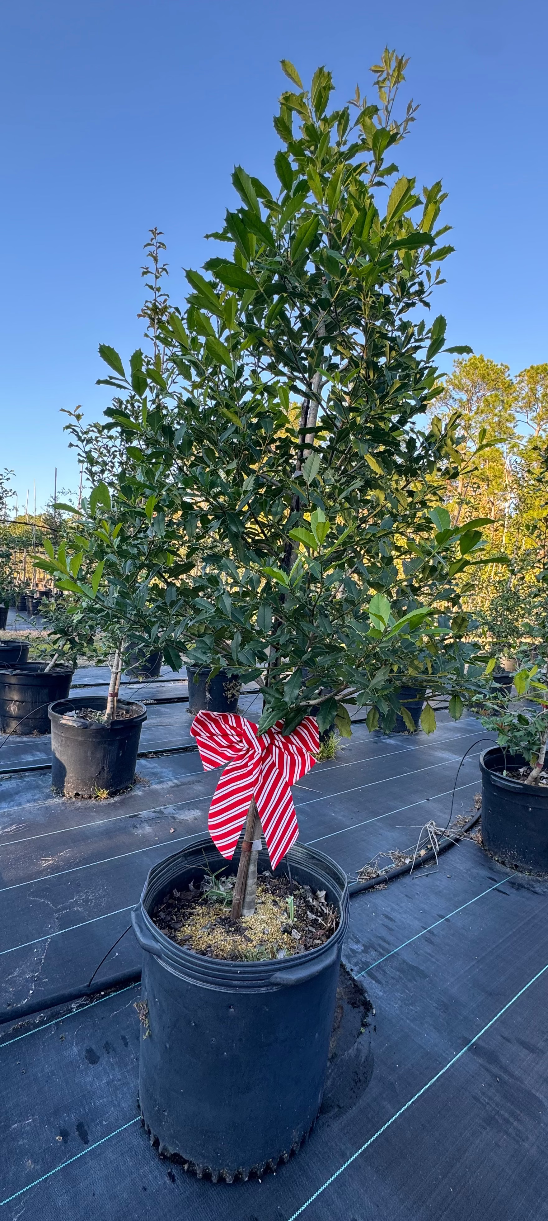 American Holly (Ilex Opaca)