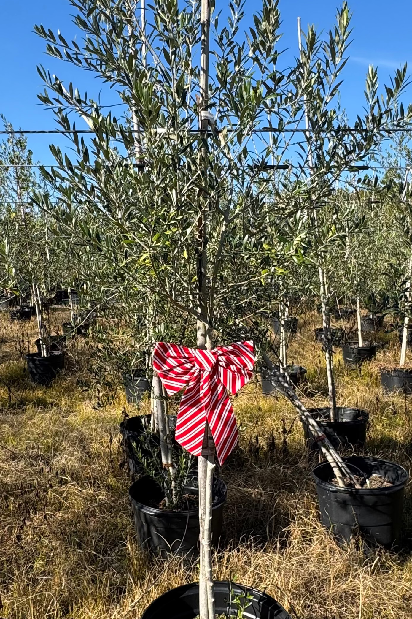 Arbequina Olive Tree (Olea europaea 'Arbequina')