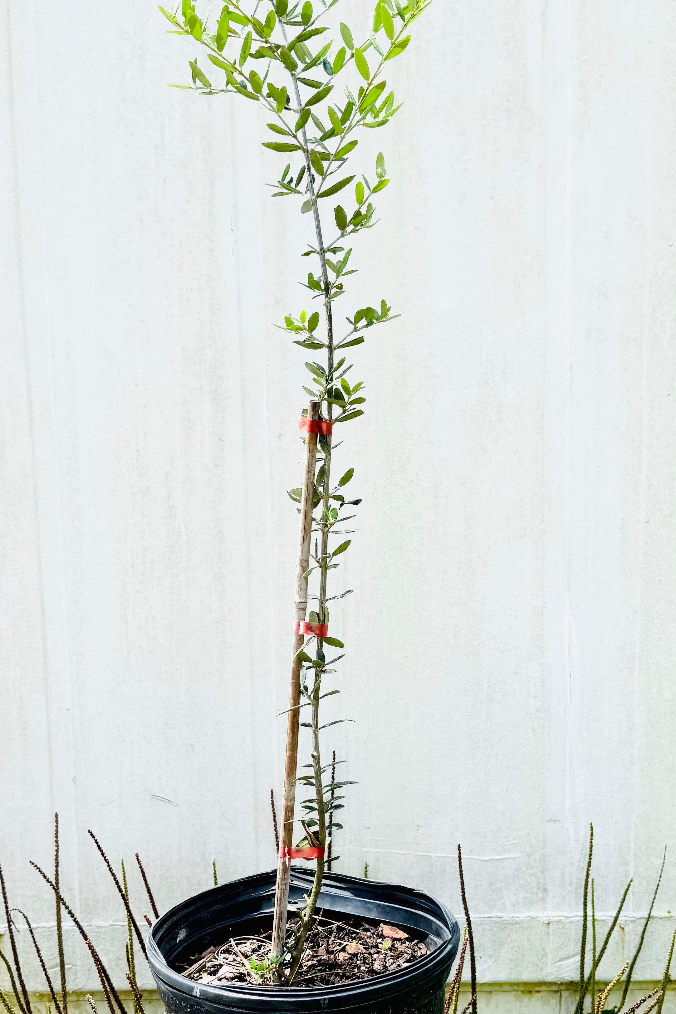 Gift Item Arbequina Olive Tree (Olea europaea 'Arbequina')