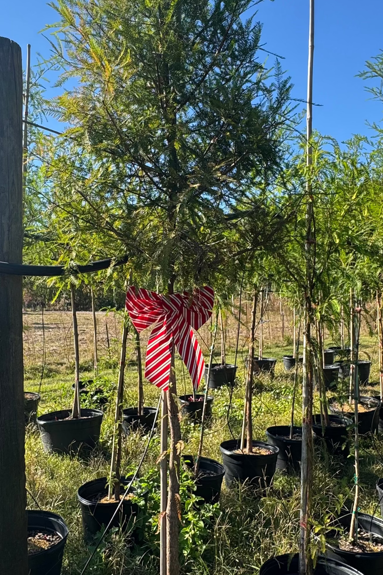 Potted trees in a field with a clear blue sky