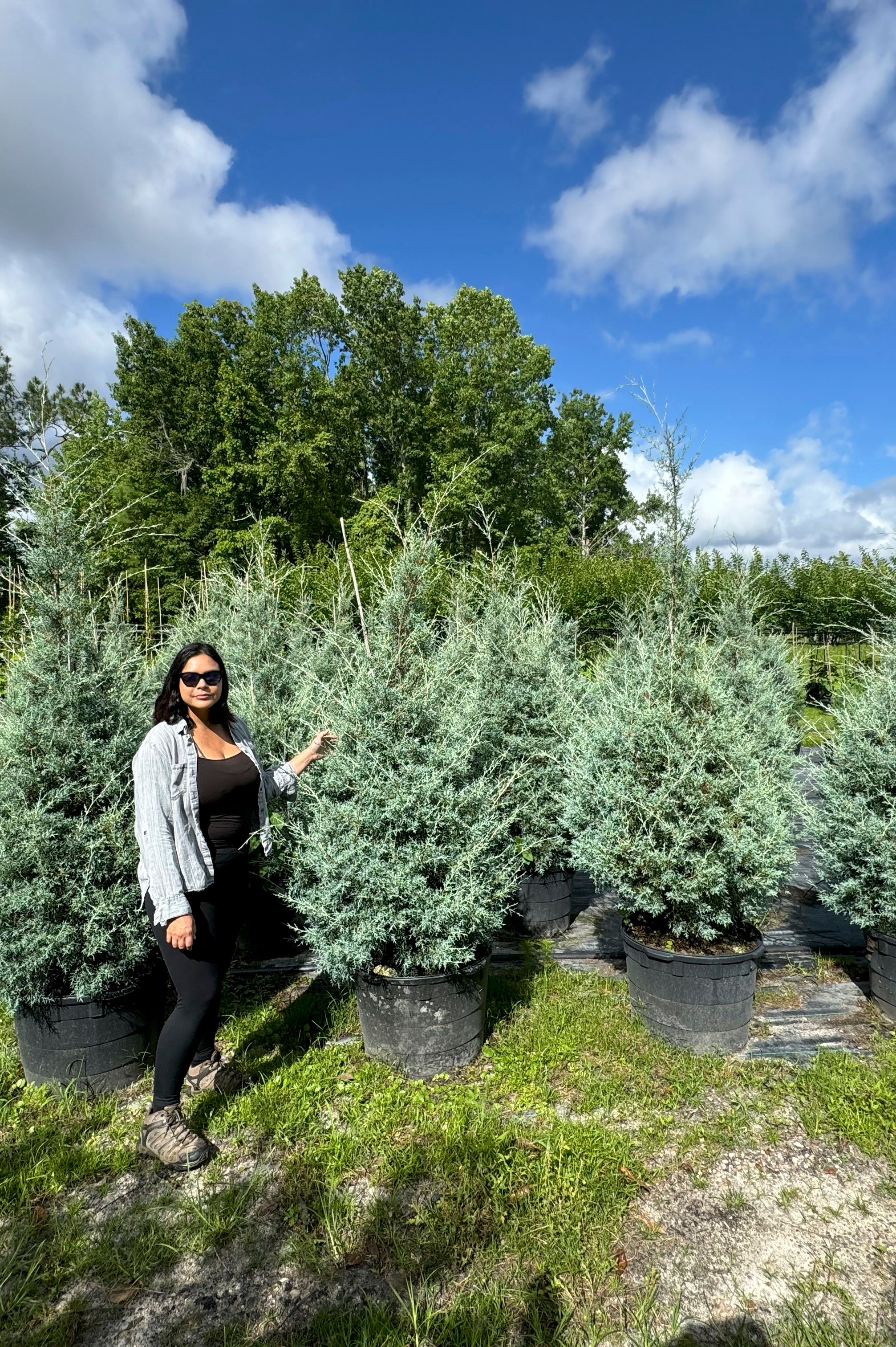 Carolina Cypress Native (Hesperocyparis Glabra) 8-11FT