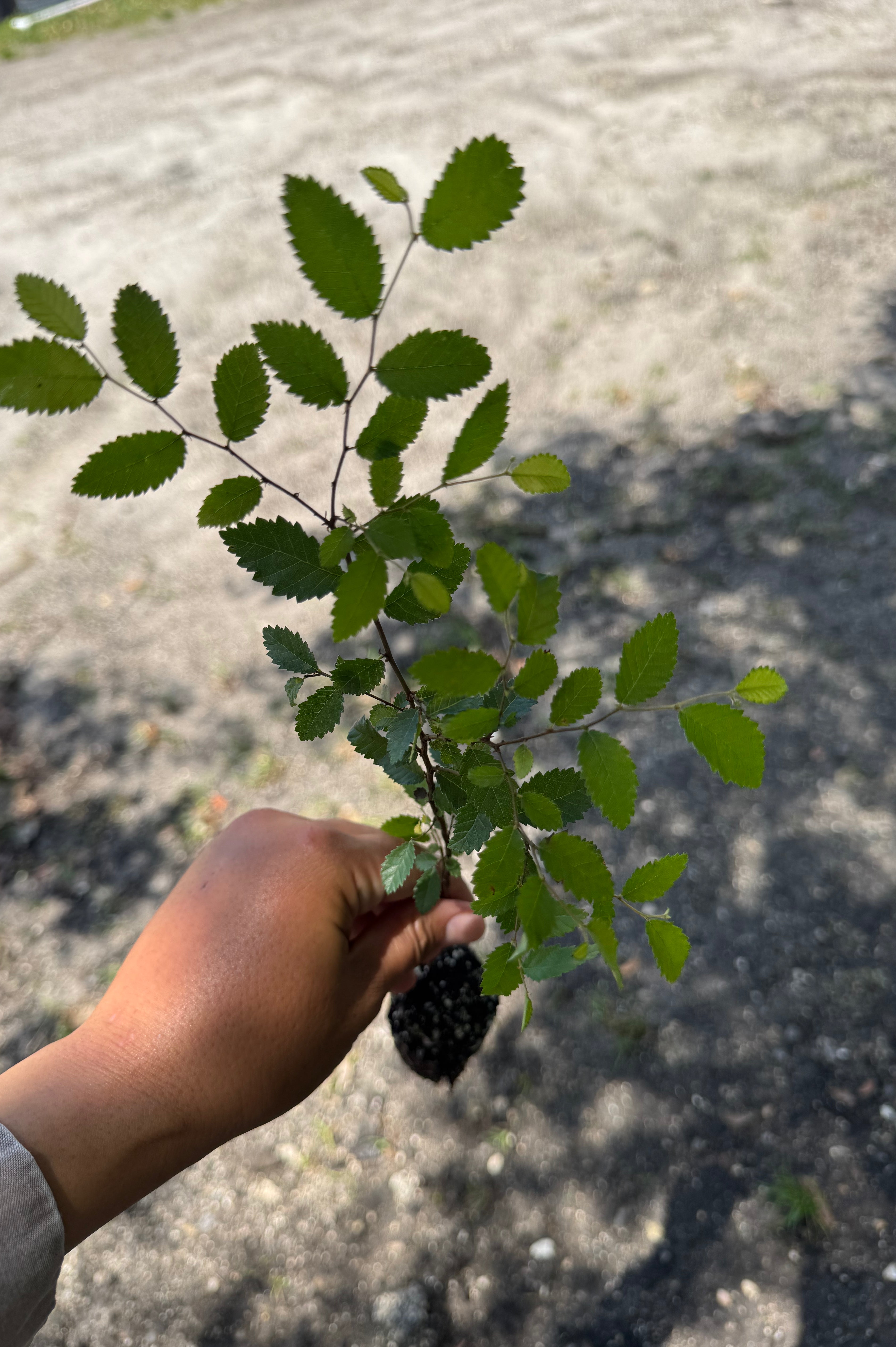 Cedar Elm (Ulmus Crassifolia)