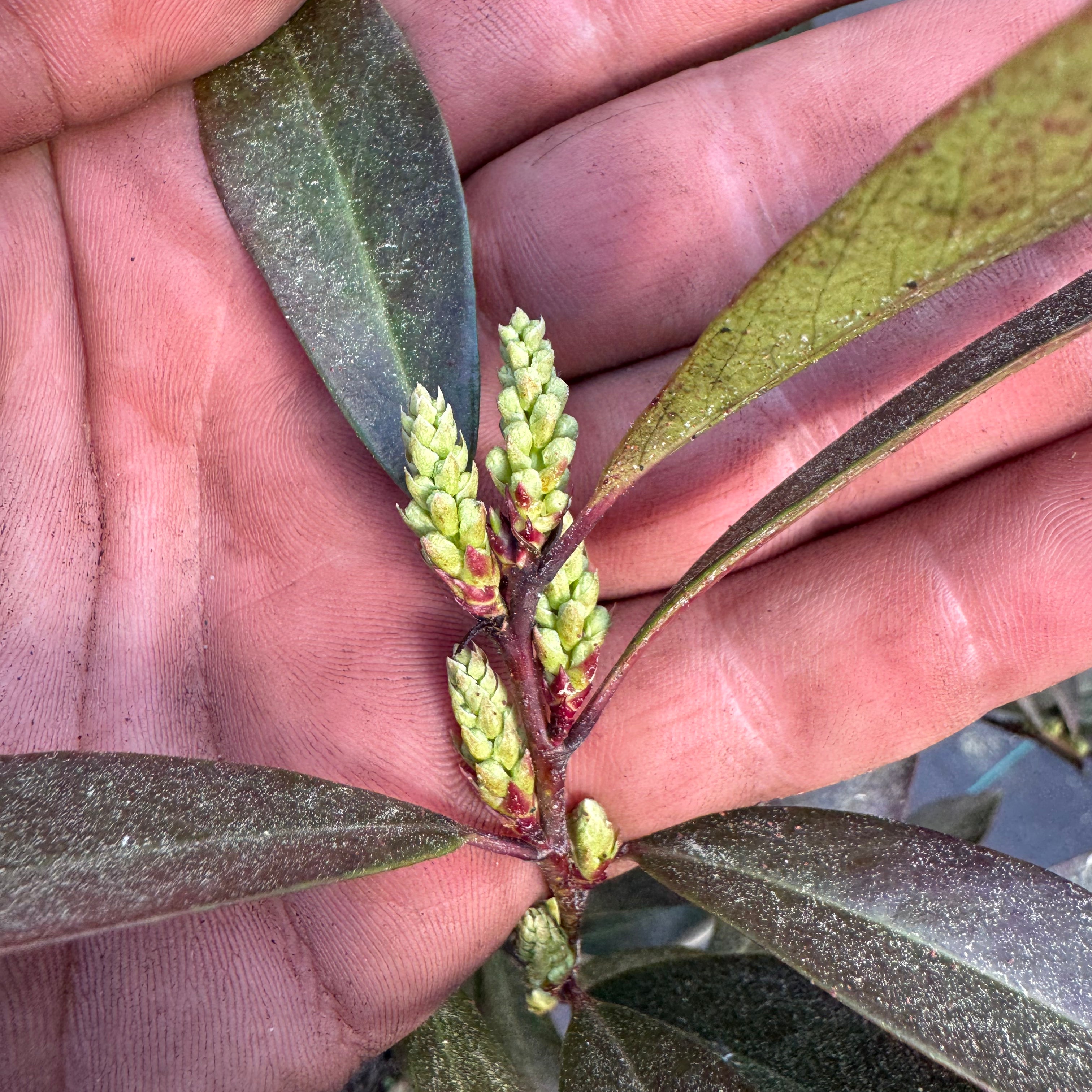 Cherry laurel buds