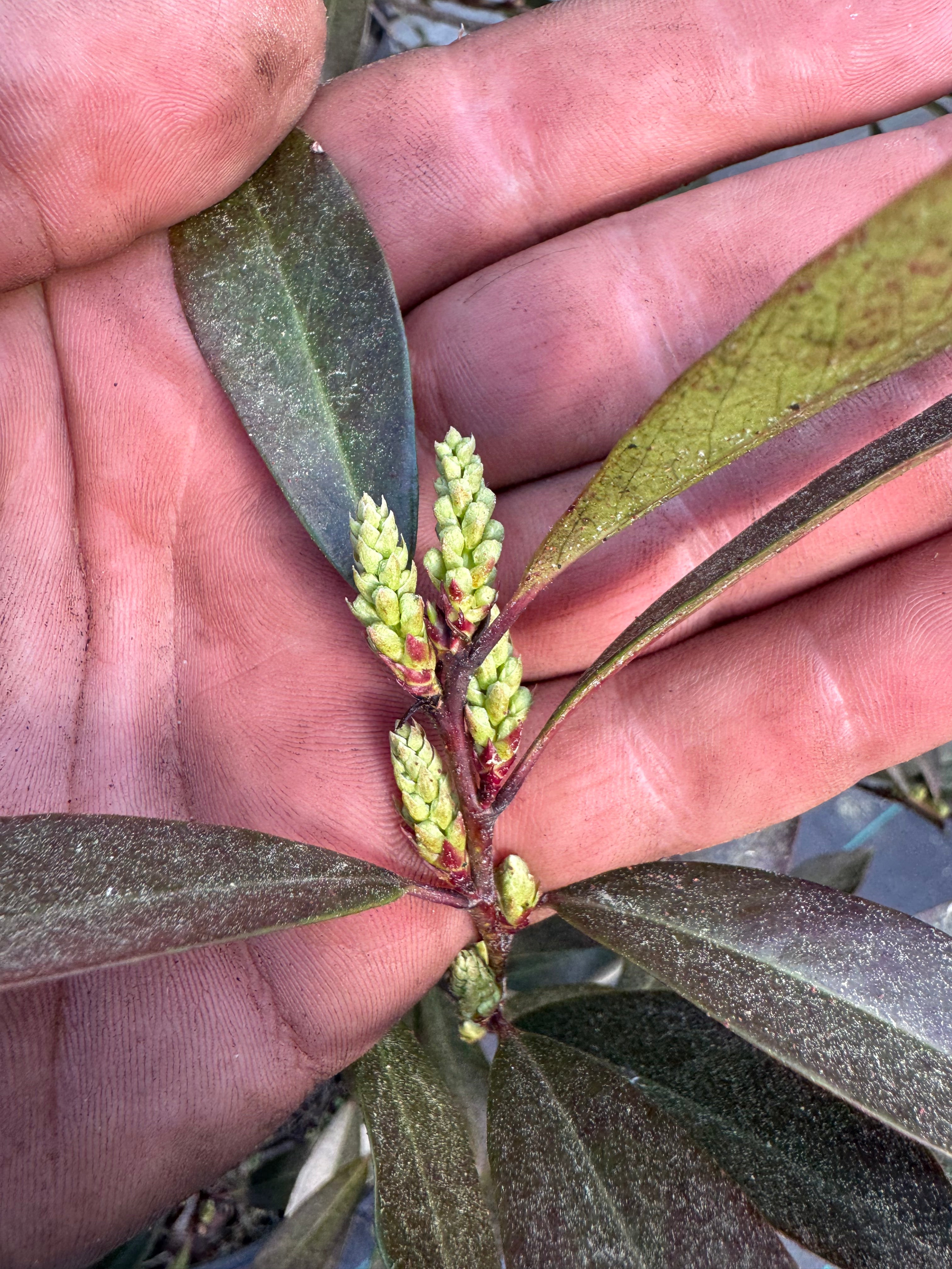 Cherry laurel buds