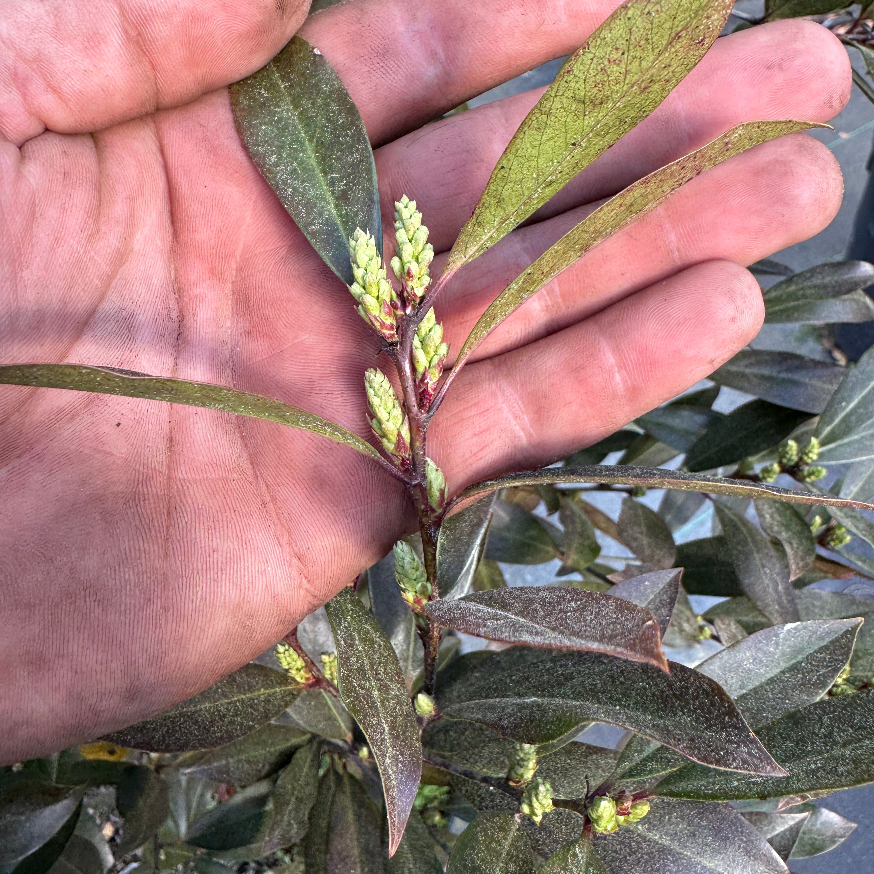 Cherry laurel buds