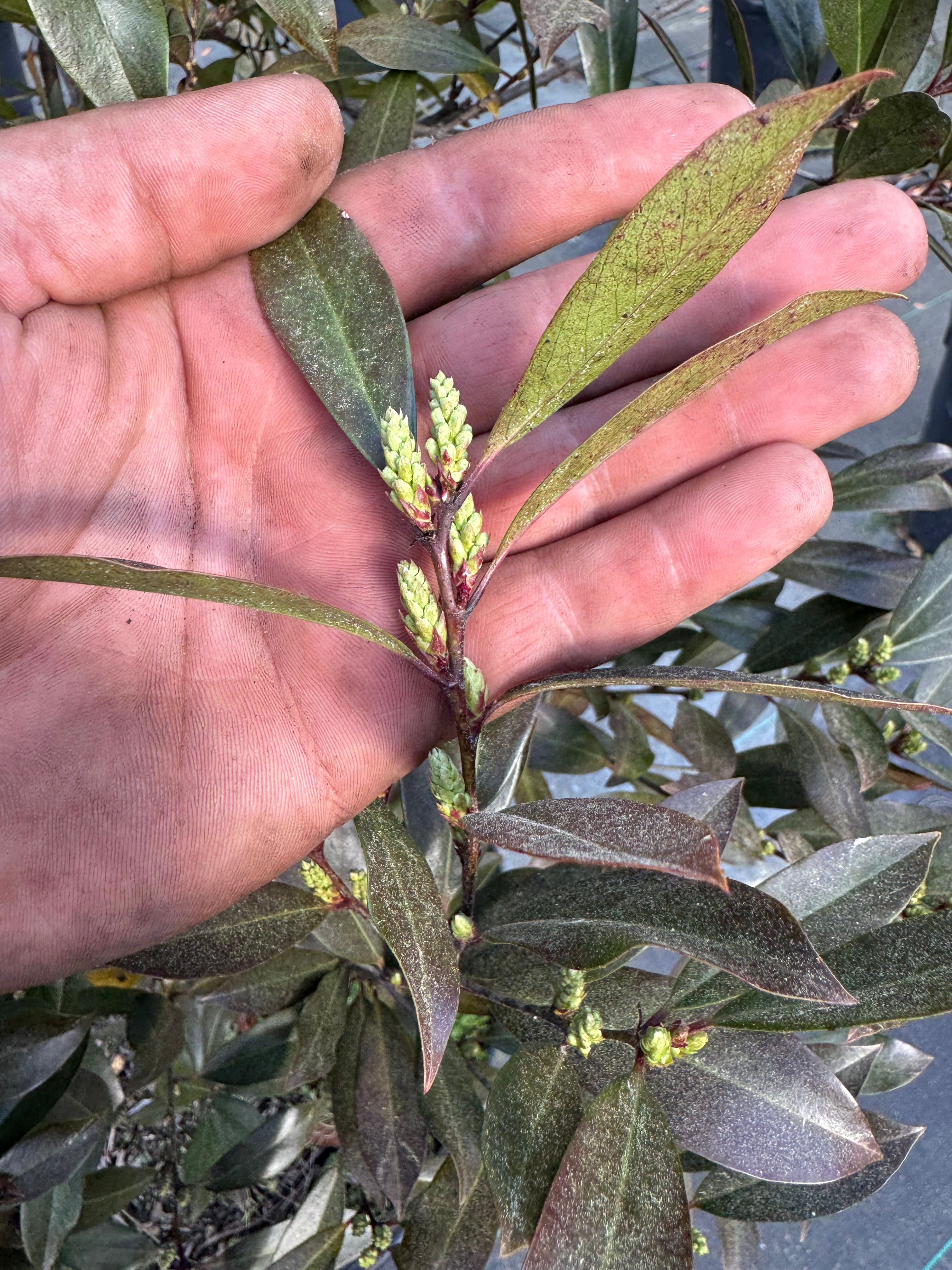 Cherry laurel buds
