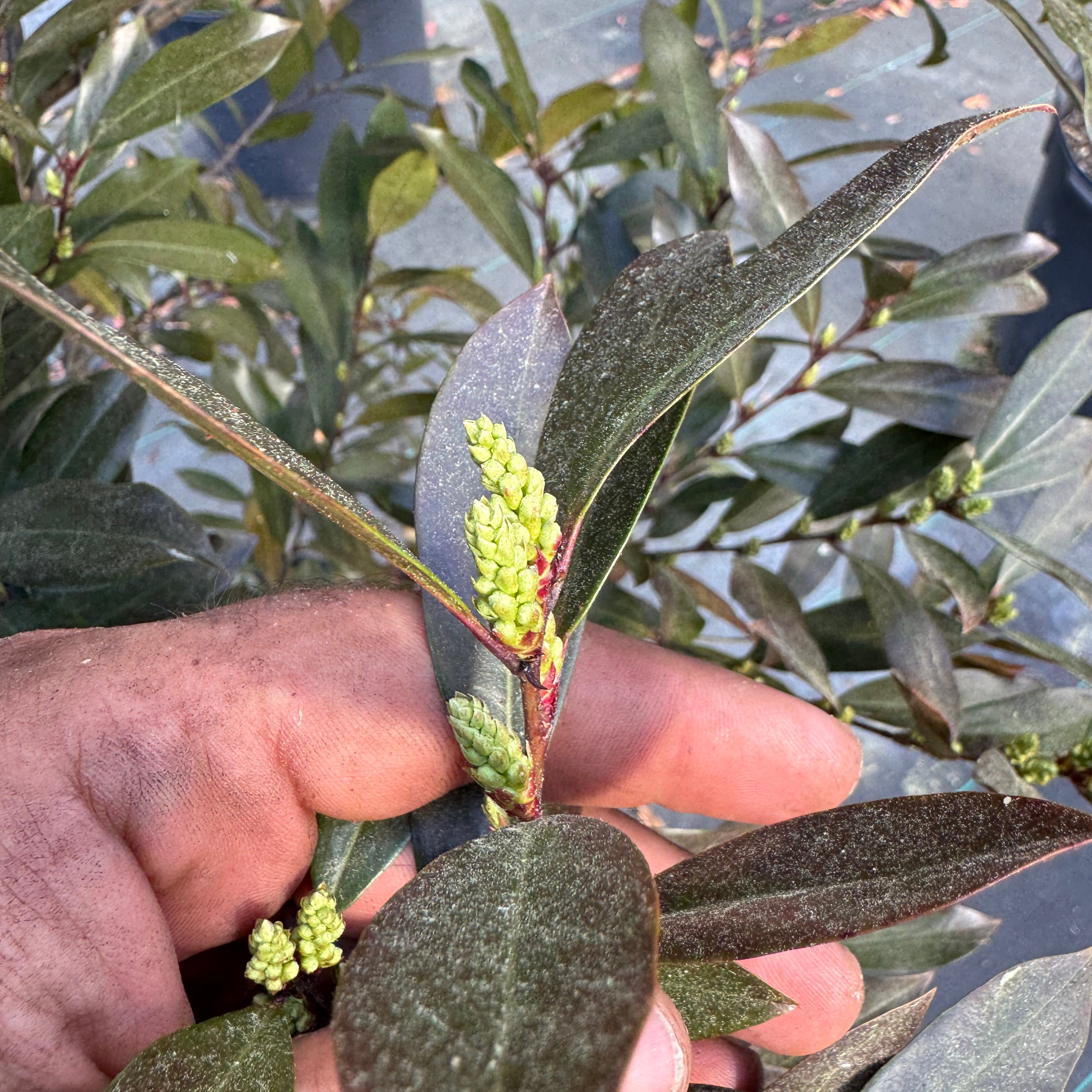 Cherry laurel buds